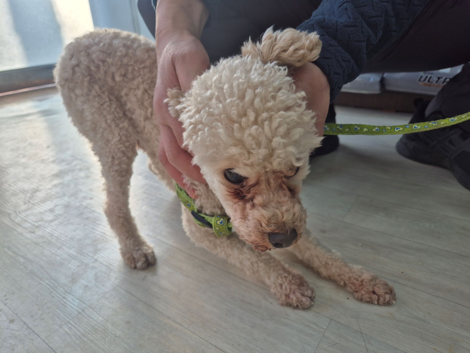 하나동물병원_445470202501025